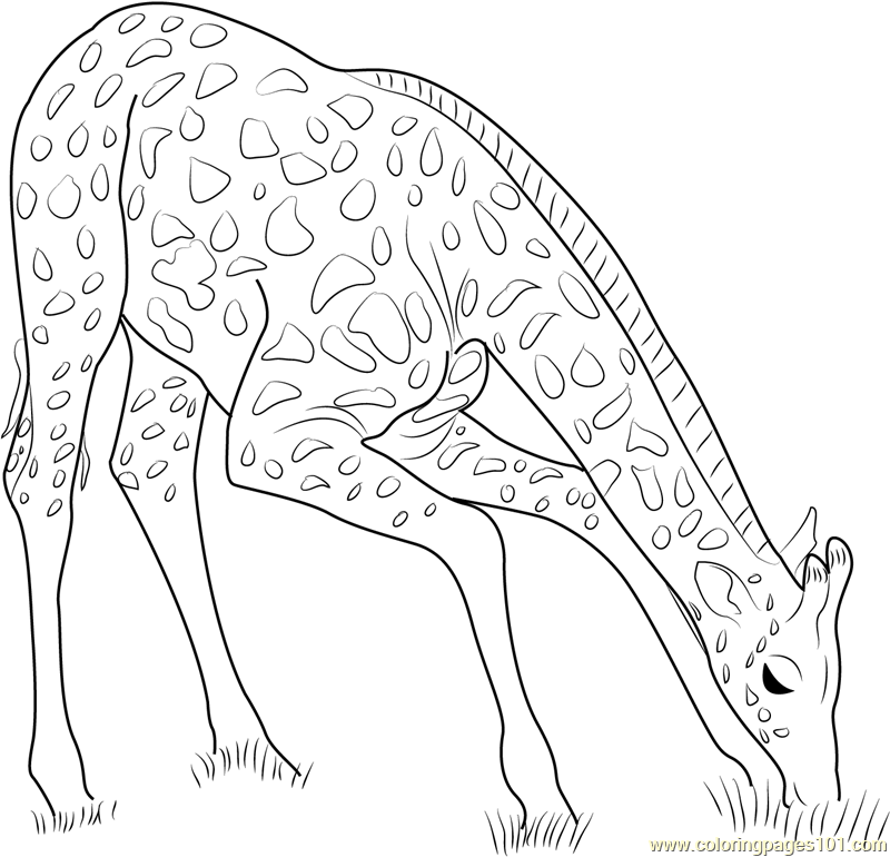 800x770 Giraffe Eating Grass Coloring Page