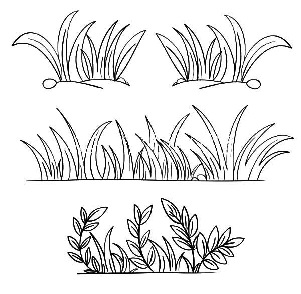 600x585 Grass Coloring Page Grass Grow So Luxury Grass Coloring Pages