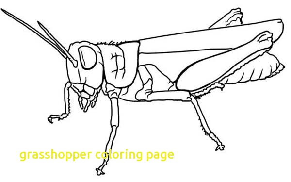 600x375 Grasshopper Coloring Page With Grasshopper Coloring Page Printable