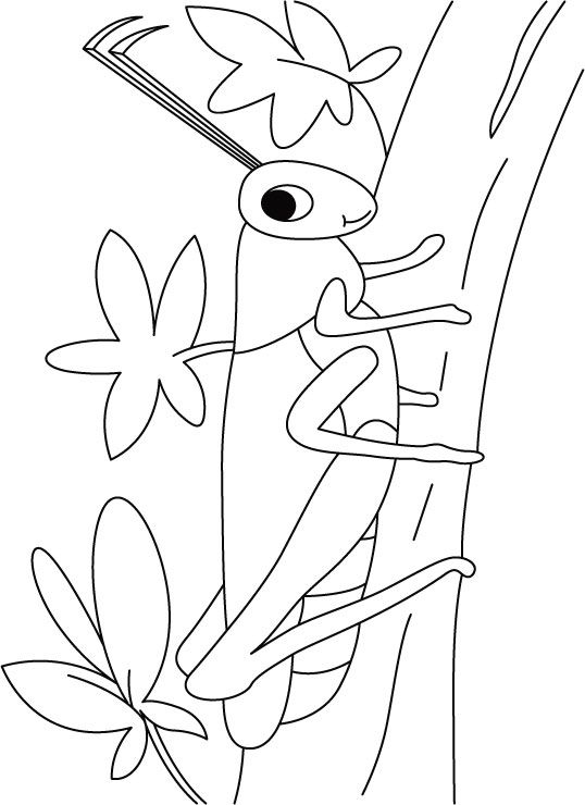 538x740 Grasshopper Coloring Pages Coloring For Kids