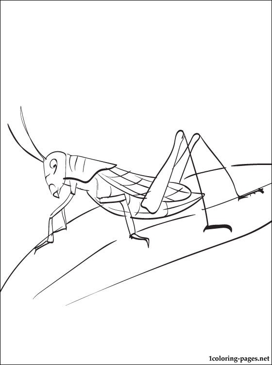 560x750 Grasshopper Coloring Page Coloring Pages