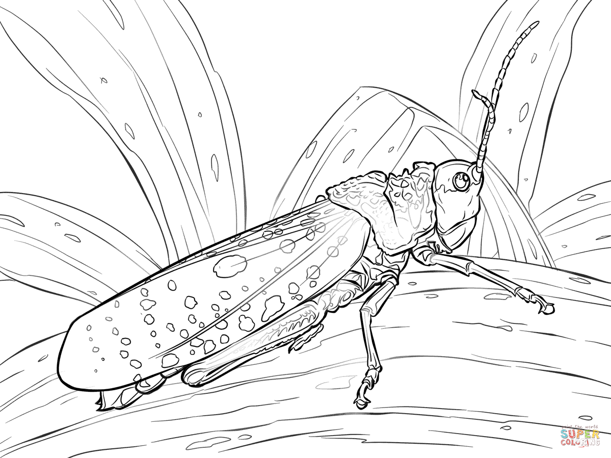 1199x899 Grasshopper Coloring Page Grasshoppers Pages Free