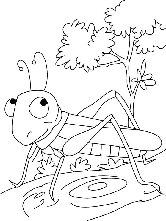 558x740 Grasshopper Coloring Pages For Kids