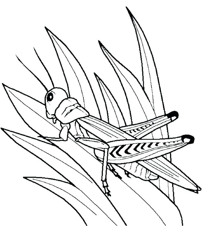 670x750 Grasshopper Coloring Pages Grasshopper And Ant Coloring Page