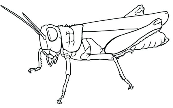 Grasshopper Coloring Pages For Kids at GetDrawings | Free download