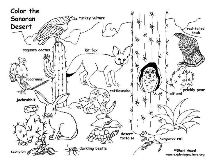 736x568 Grassland Coloring Pages Desert Animal Coloring Pages Desert