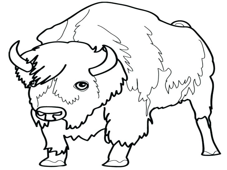 728x546 Grassland Habitat Colouring Page Animals Coloring Pages Images