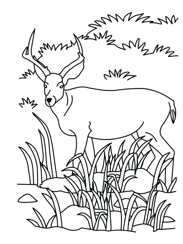 618x824 Savanna Coloring Pages Grassland Coloring Page Grasslands