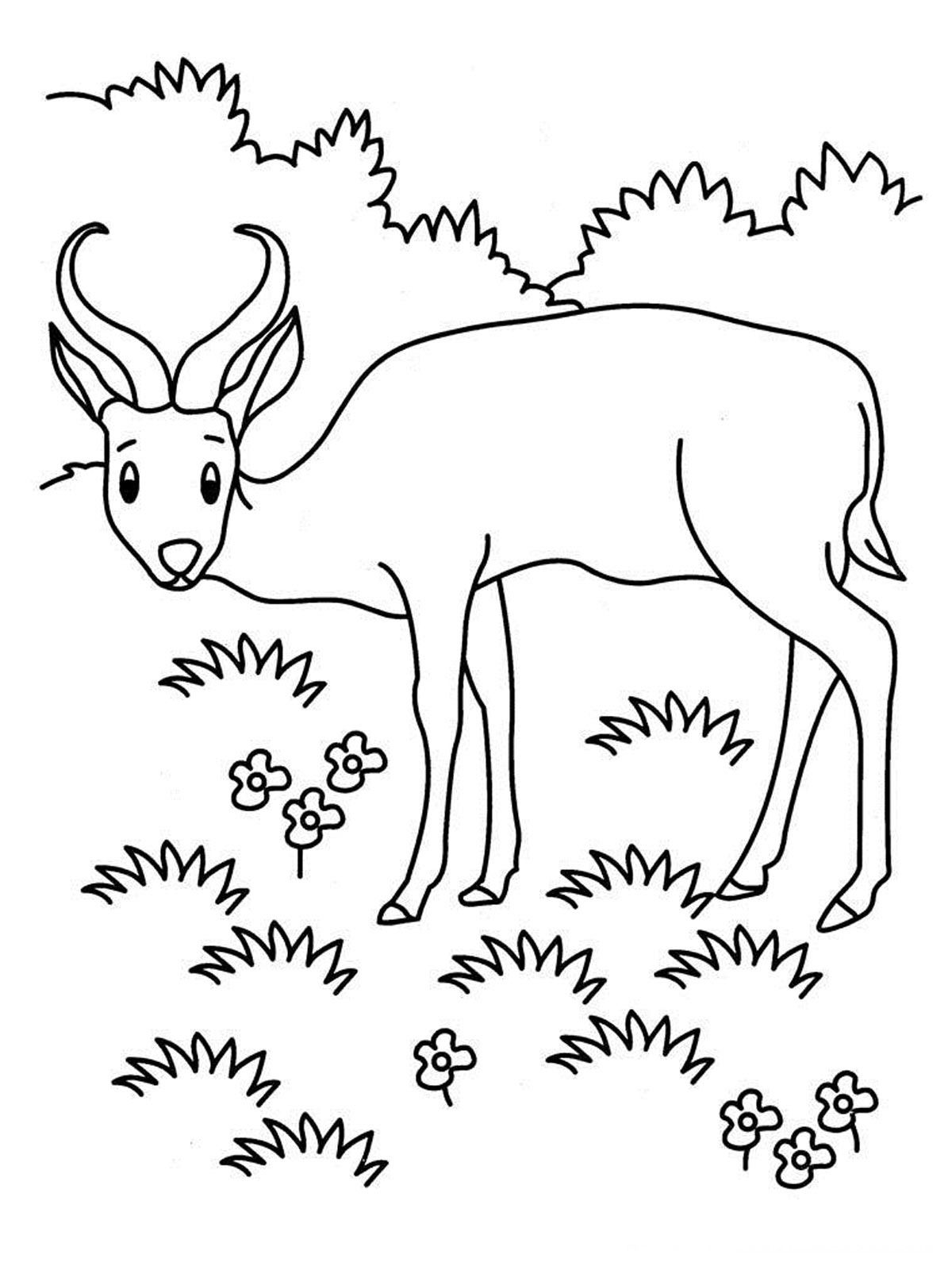 1200x1600 Awesome Grassland Coloring Pages Many Interesting Cliparts Pics