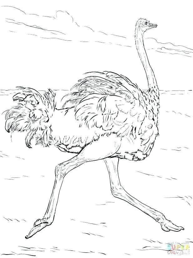 618x824 Grassland Coloring Pages Lizard Coloring Pages Printable Page