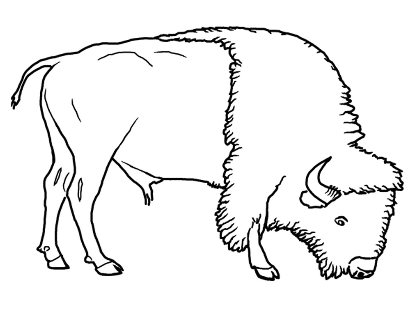 1600x1200 The Best Grassland Coloring Pages For Animal Styles And Sheet
