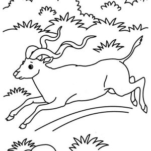 300x300 Adult Grassland Coloring Pages Grassland Coloring Pages Coloring
