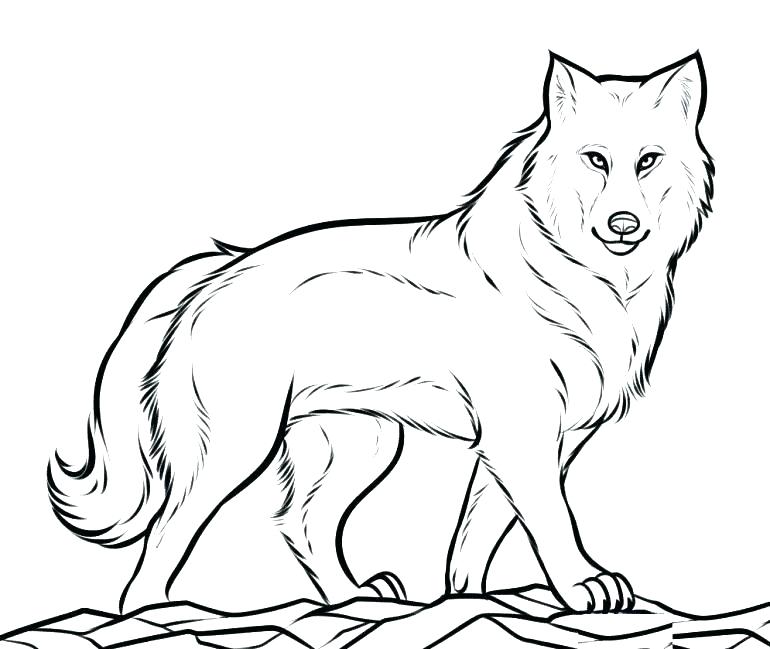 770x649 Mexican Gray Wolf Coloring Pages Coloring Ideas Pro