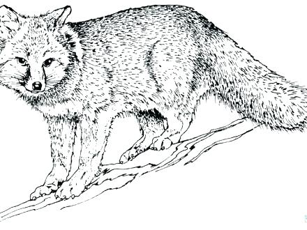 440x330 Grey Wolf Coloring Sheets Printable Coloring Gray Wolf Coloring