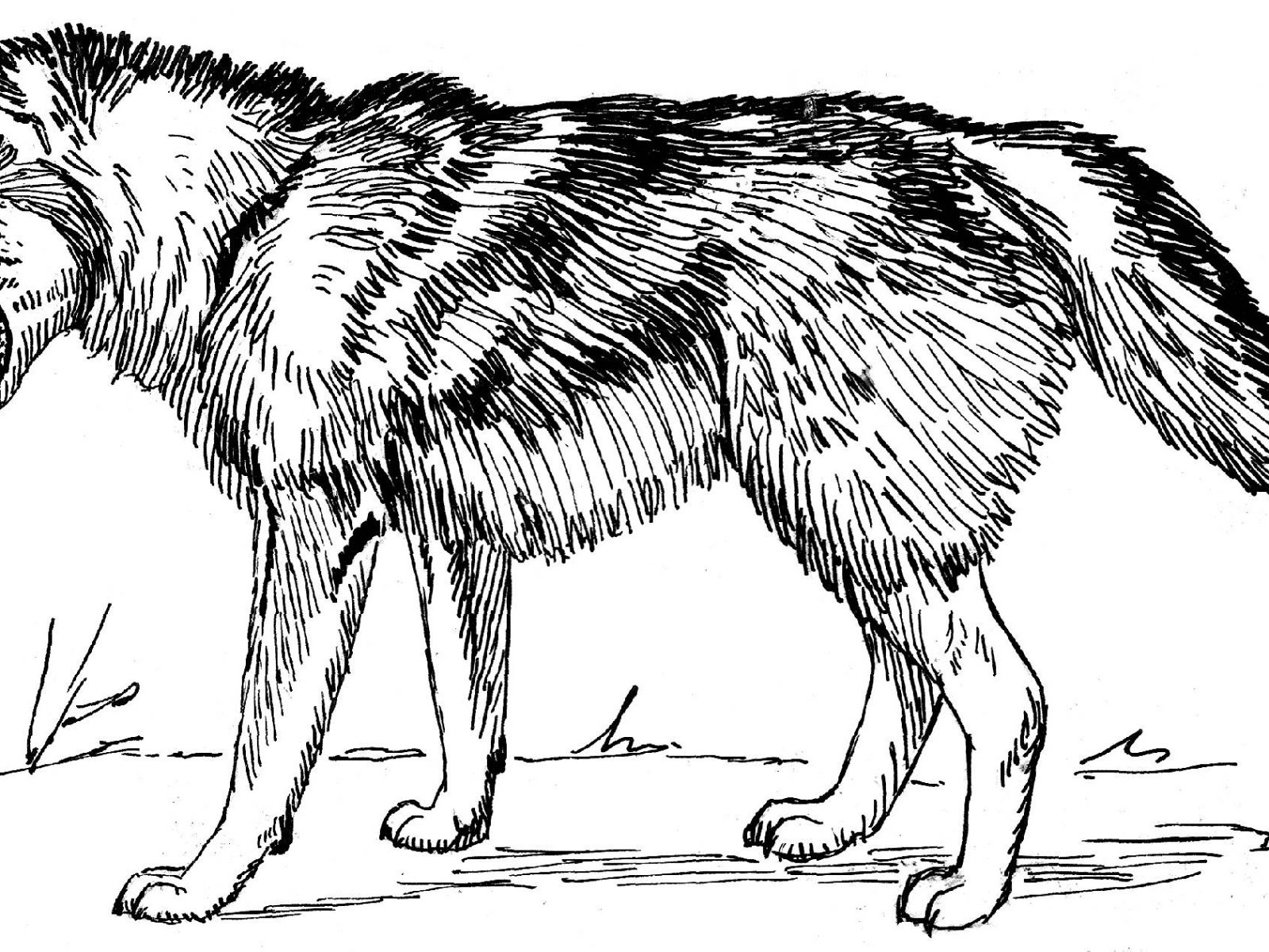 1600x1200 Real Wolf Coloring Pages Free For Adults Realistic Printable