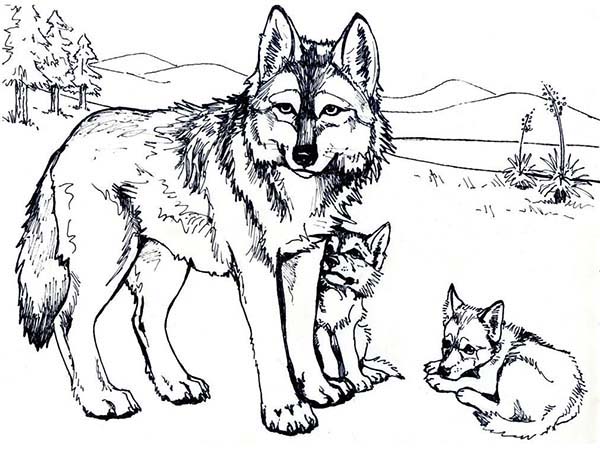 600x458 Wolf Mother And Her Cubs Coloring Page Wolf Mother And Her Cubs