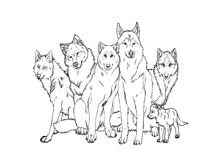 700x525 Gray Wolf Coloring Page Zahlkarte Site