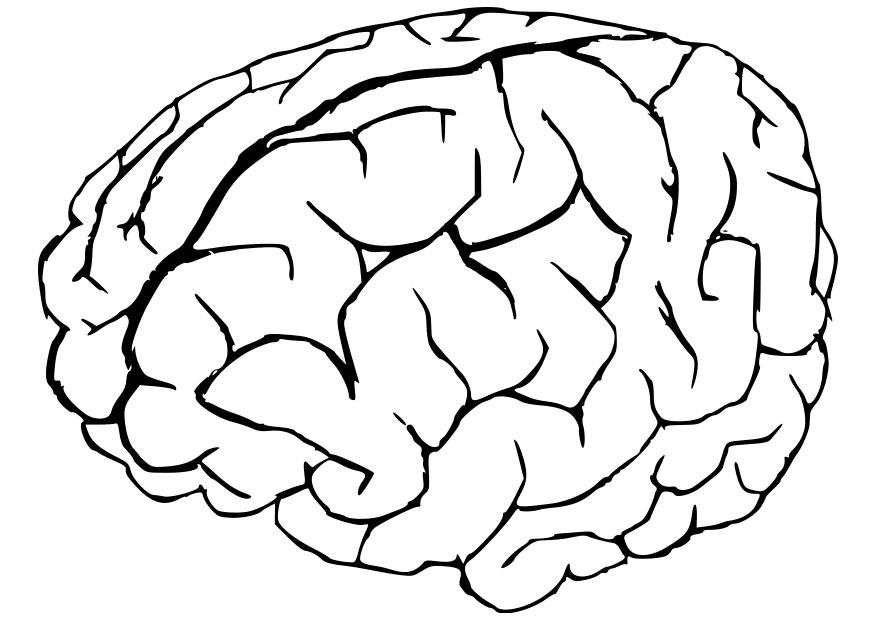 875x620 Brain Coloring Pages To Print Brain Coloring Page Fresh Brain