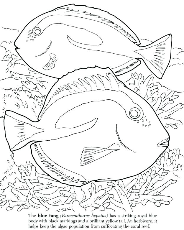 624x780 Ocean Scene Coloring Pages Ocean Fish Coloring Pages Great Barrier