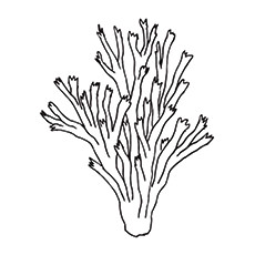 230x230 Top Coral Coloring Pages For Toddler