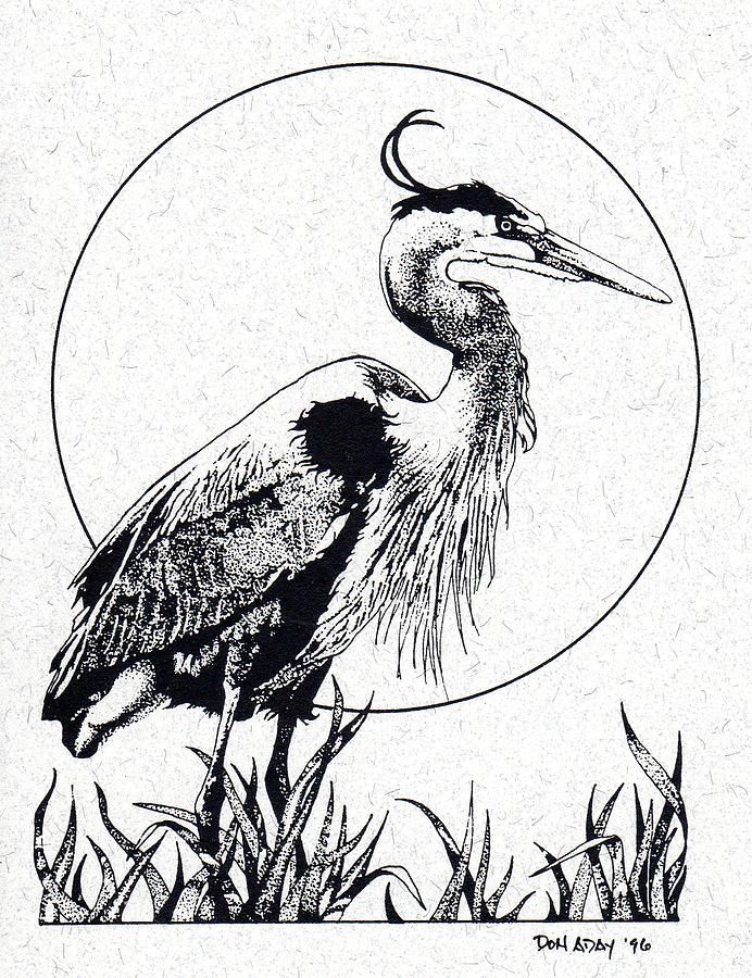 692x900 Blue Heron Drawing