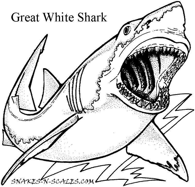 757x727 Great White Shark Coloring Page Best Great White Shark Coloring