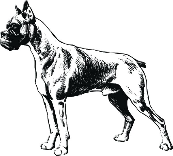 600x541 Great Dane Coloring Pages Great Coloring Book Coloring Pages Great