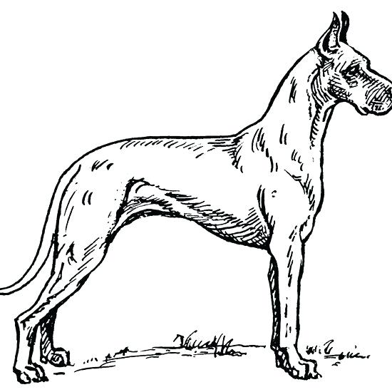 550x550 Great Dane Coloring Pages