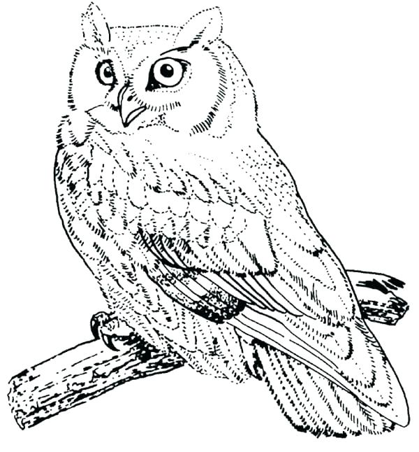 600x646 Coloring Pages Of Owls Owl Coloring Page Great Horned Owl Coloring