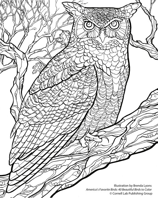 505x634 Free Wallpaper Download From The Cornell Lab