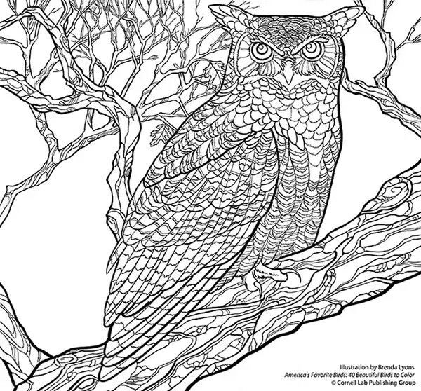 600x558 Great Horned Owl Coloring Pages Owl