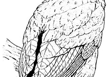 468x329 Great Horned Owl Coloring Page Coloring Page Sporturka Great