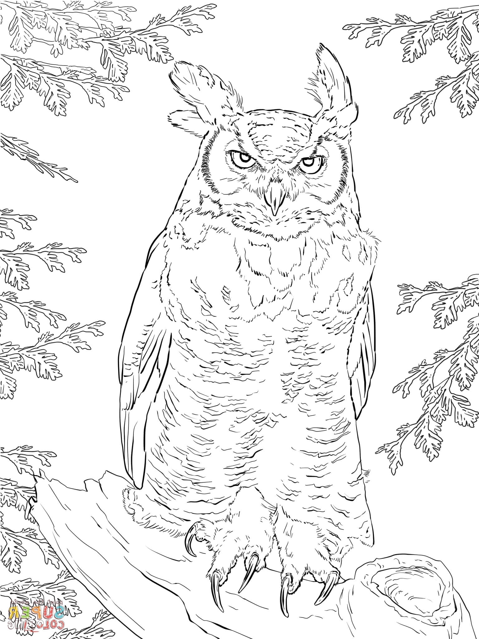 1536x2048 Authentic Great Horned Owl Coloring Page Best