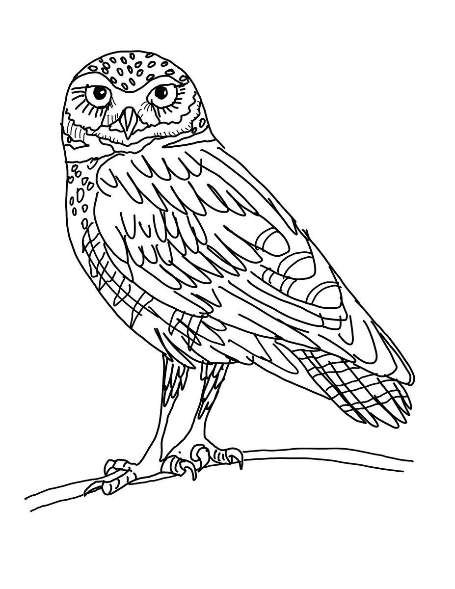 927x1200 Inspiring Realistic Great Horned Owl Coloring Page Printable Pic