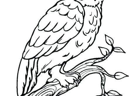 440x330 Owl Coloring Page