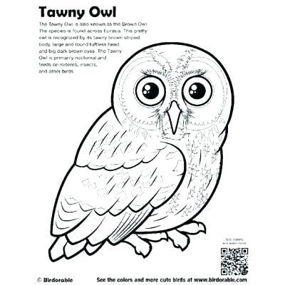 400x400 Coloring Page Owl Barn Owl Coloring Page Barn Owl Coloring Page