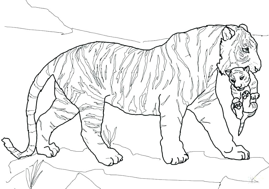 1024x722 Printable Shark Coloring Pages Tiger Coloring Pages To Print Tiger