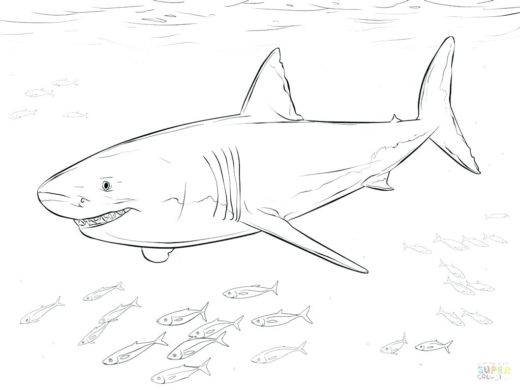 1023x767 Great White Shark Coloring Page Whale Shark Coloring Page Gallery
