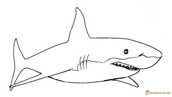 585x329 Great White Shark Coloring Pages Coloring Book Great