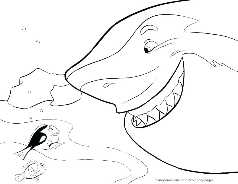 805x622 Shark Color Page Great White Shark Coloring Page Great White Shark