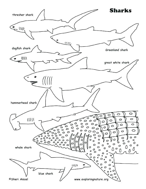 612x792 Whale Shark Coloring Pages Go Digital With Us Octonauts Whale