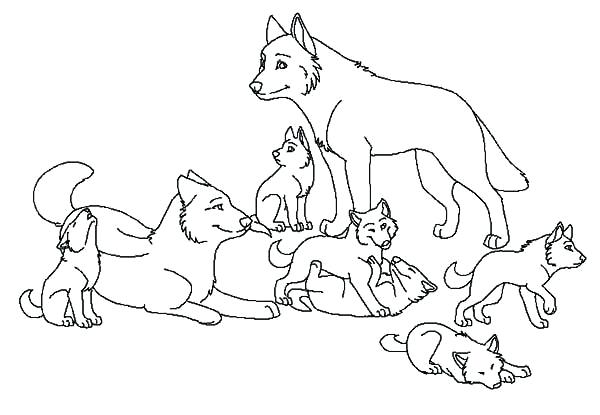 600x415 Grey Wolf Coloring Sheets Cute Baby Wolf Coloring Page Cute Baby