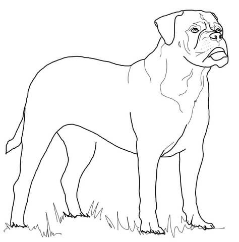 474x480 Greyhound Coloring Pages Inspirational Bullmastiff Coloring Page