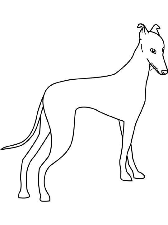 540x720 Greyhound Dog Coloring Pages