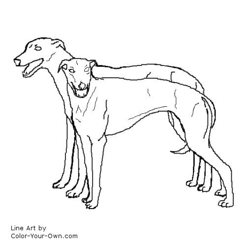 500x500 Greyhound Dog Coloring Pages Greyhound Pair Coloring Page