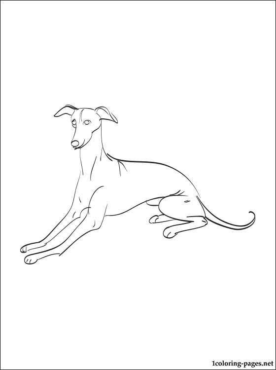 560x750 Greyhound Coloring Page Coloring Pages