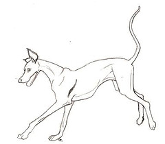 240x210 Happy Greyhound Coloring Book Page This Is A Drawing I