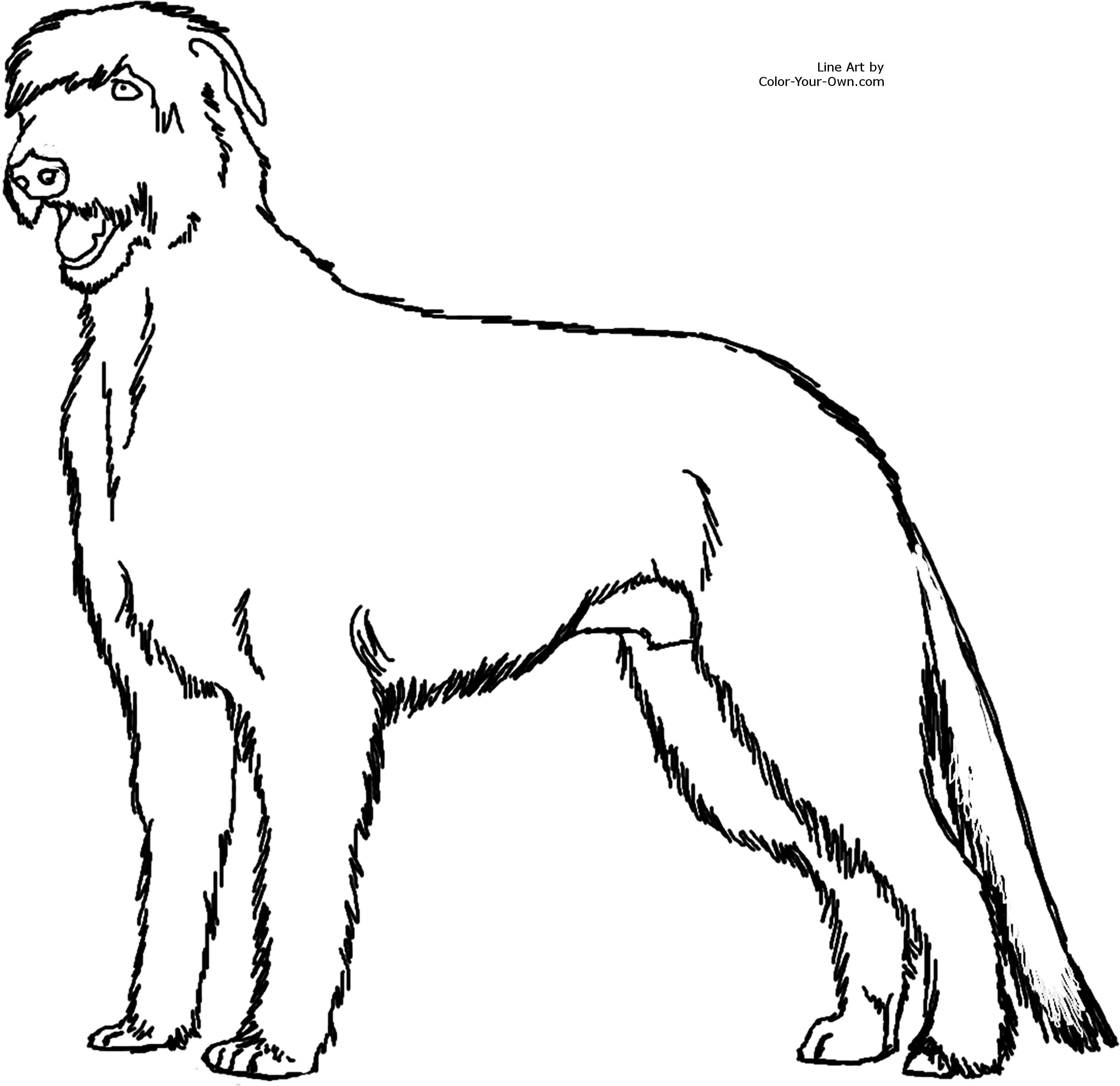 2475x2400 New Italian Greyhound Coloring Page