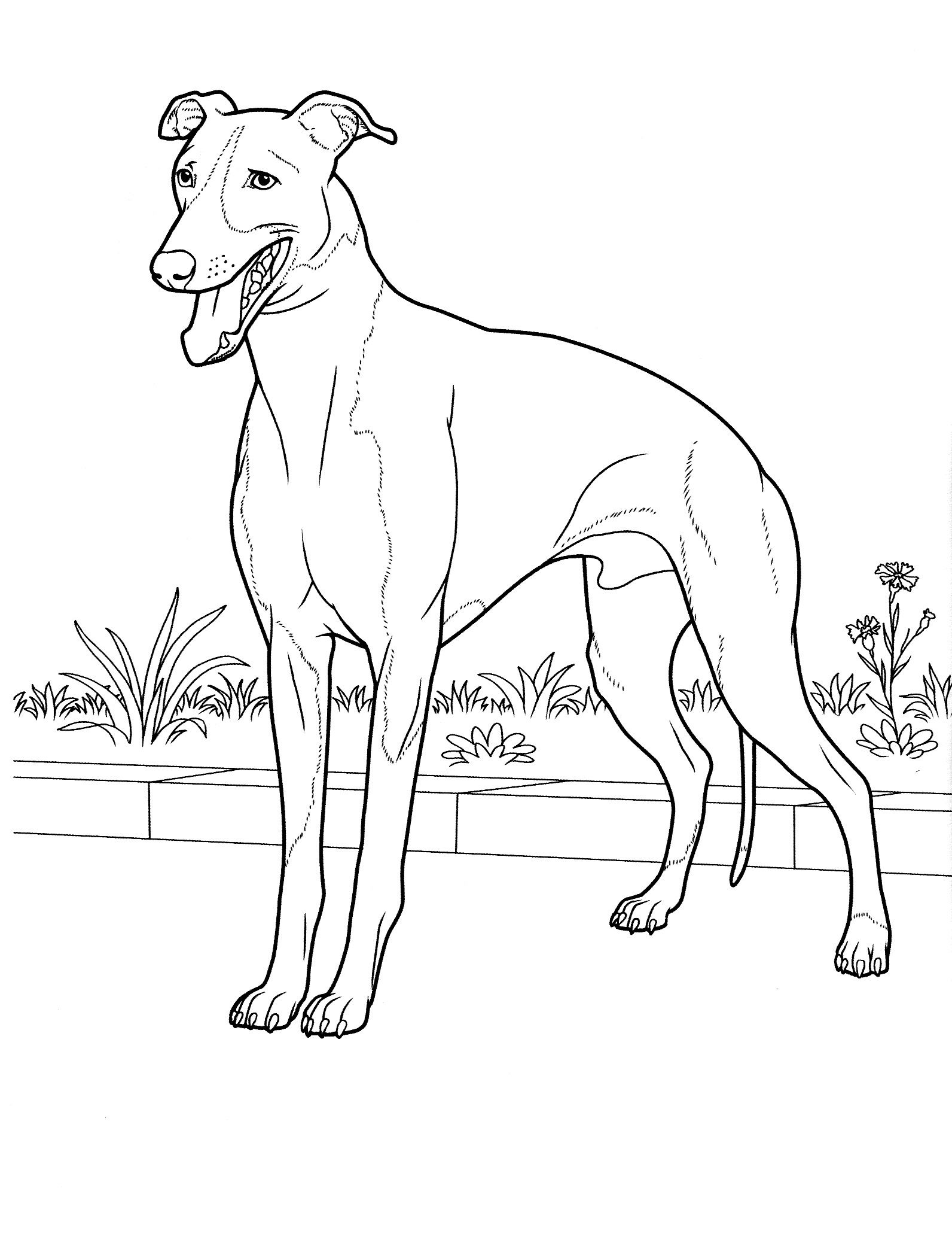 1592x2072 Dog Coloring Pages Teenagers Coloring Pages Coloring Pages