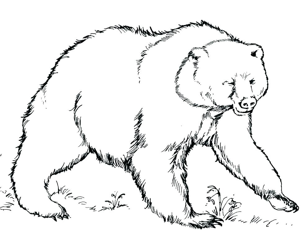 990x790 Grizzly Bear Coloring Page Coloring Page Of A Bear Coloring Bear
